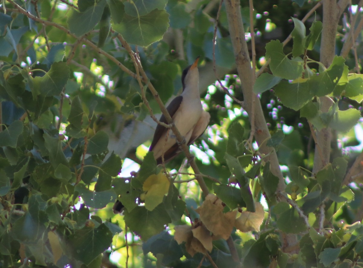 Yellow-billed Cuckoo - ML169912041