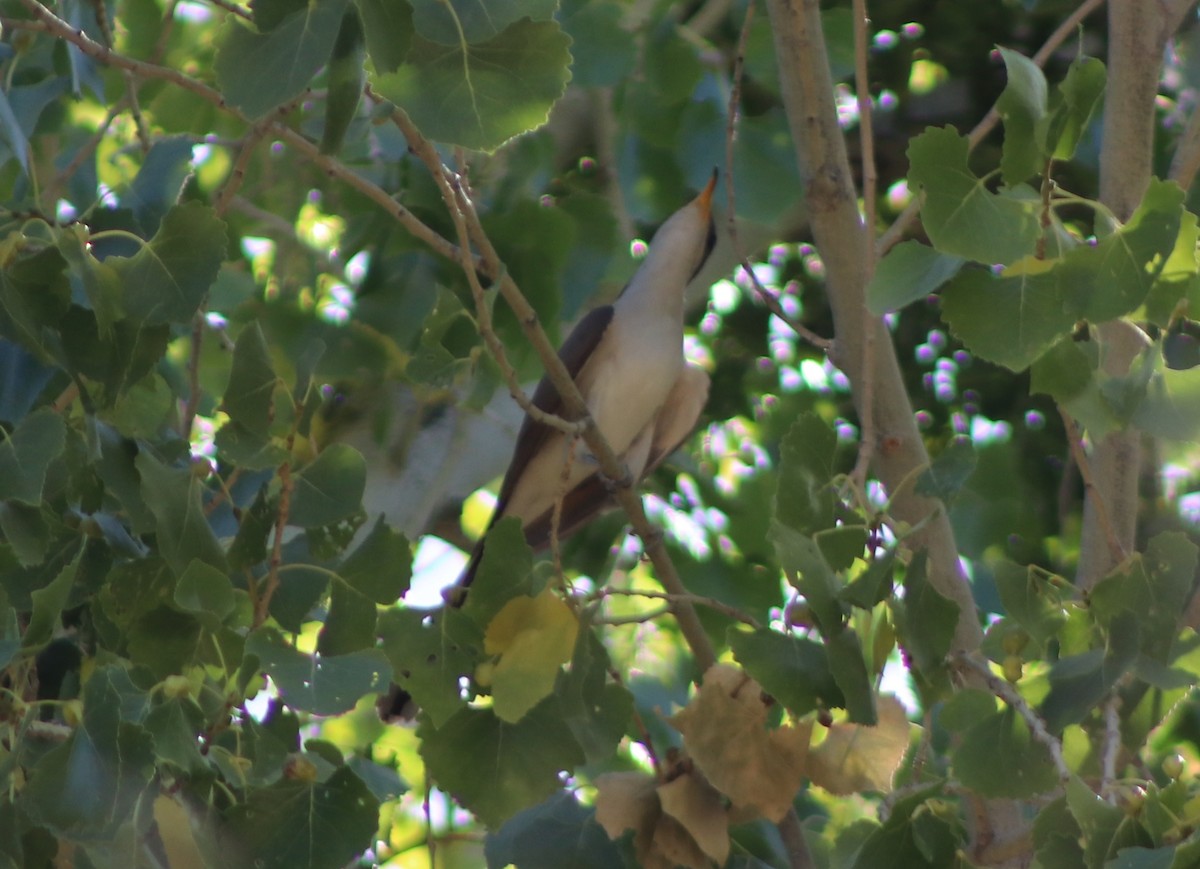 Yellow-billed Cuckoo - ML169912081