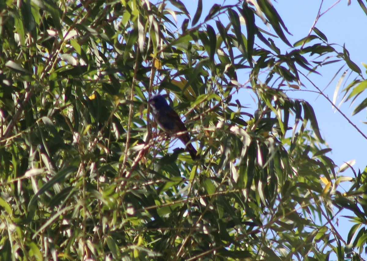 Blue Grosbeak - ML169912831