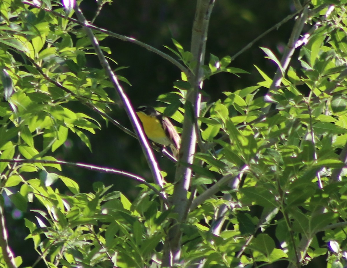 Yellow-breasted Chat - ML169912931