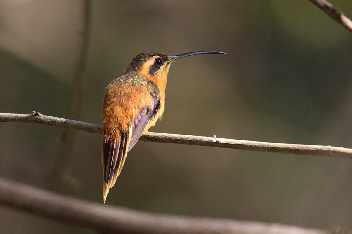 Reddish Hermit - Estevão Freitas Santos