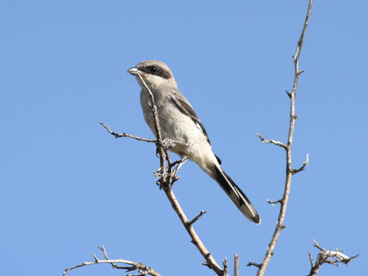 Loggerhead Shrike - ML169913601