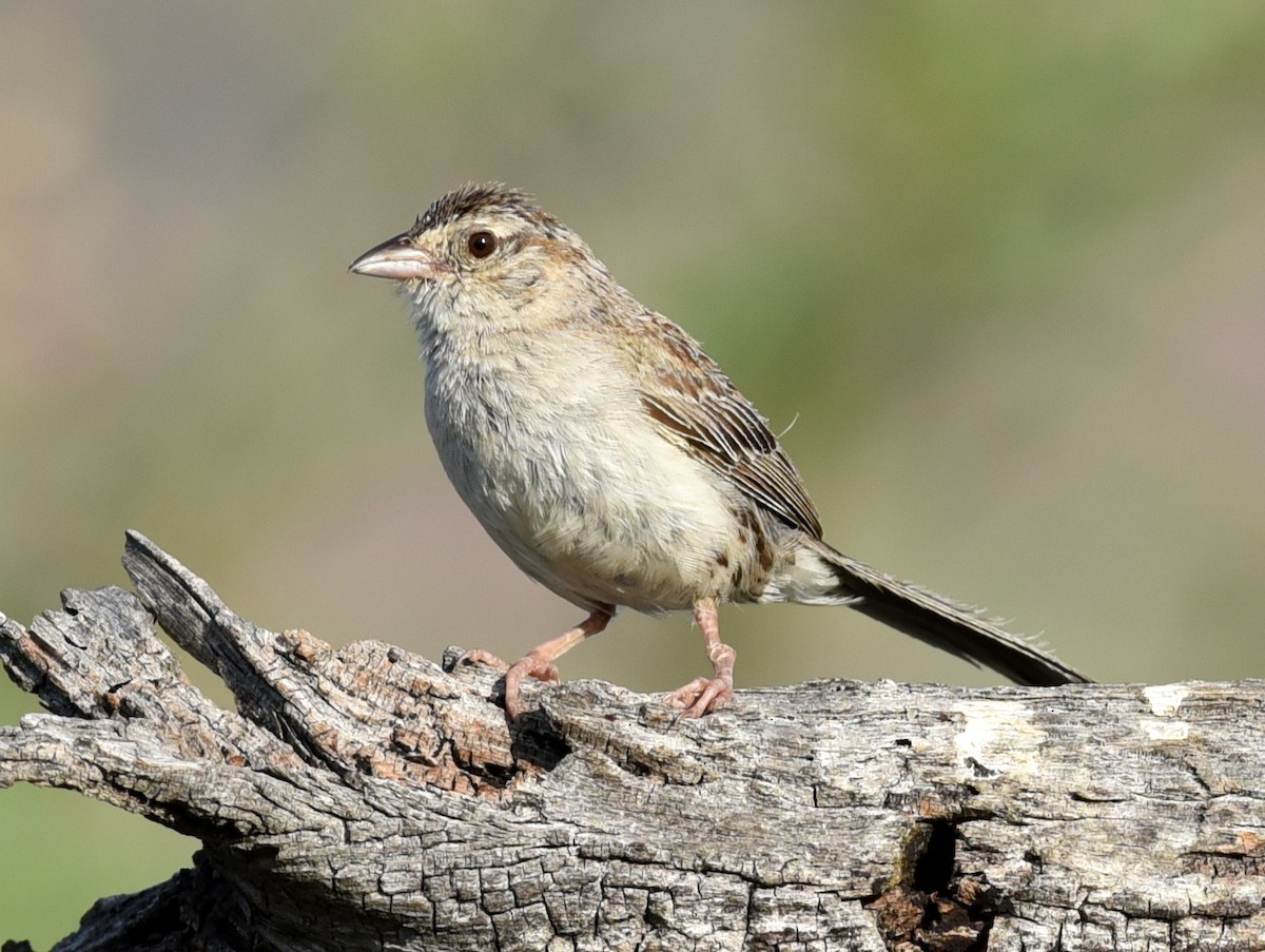 Cassin's Sparrow - ML169913771