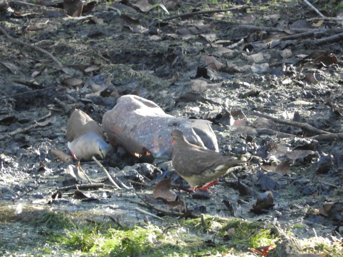 Colombe à calotte grise (plumbeiceps/notia) - ML169915251