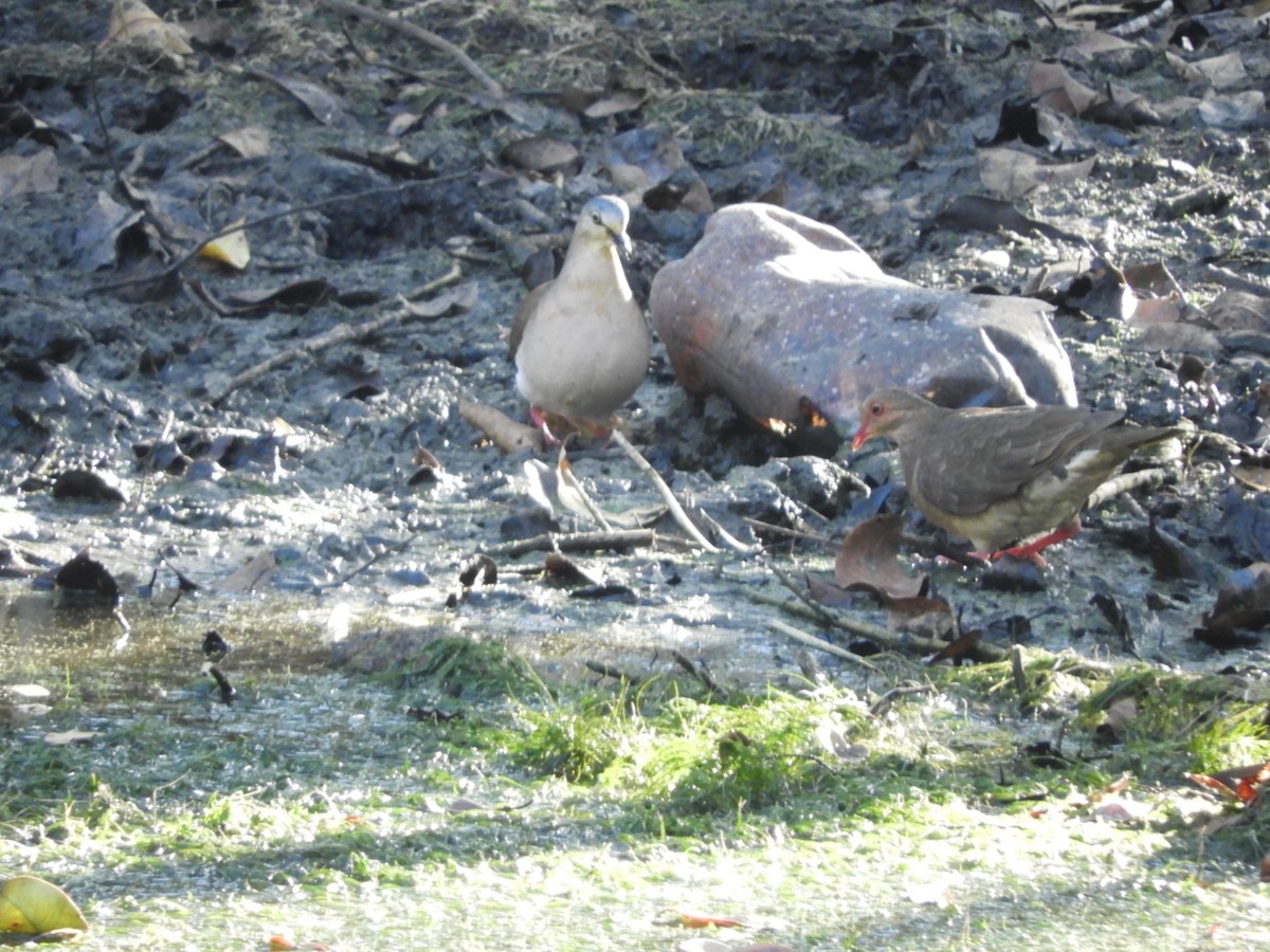 Gray-headed Dove (Gray-headed) - ML169915301