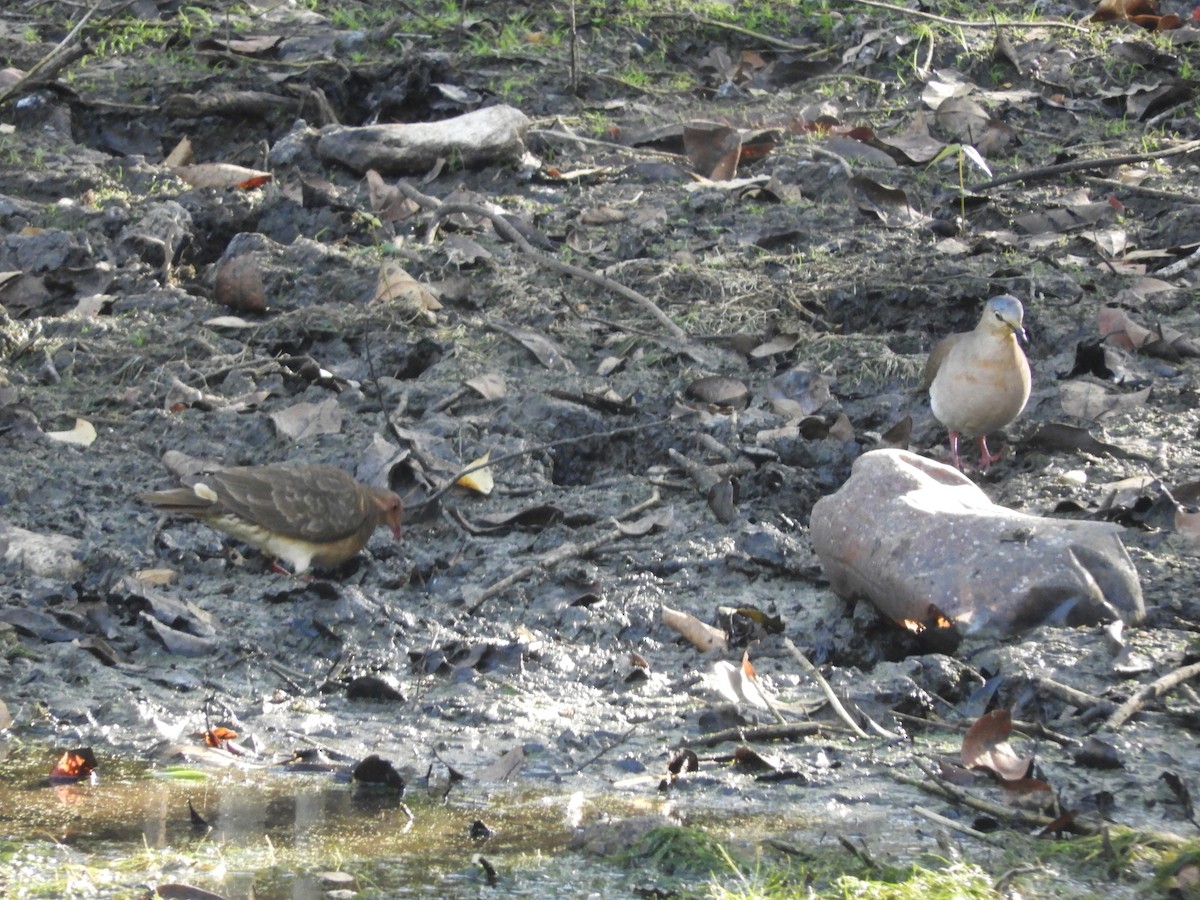 Colombe à calotte grise (plumbeiceps/notia) - ML169915321