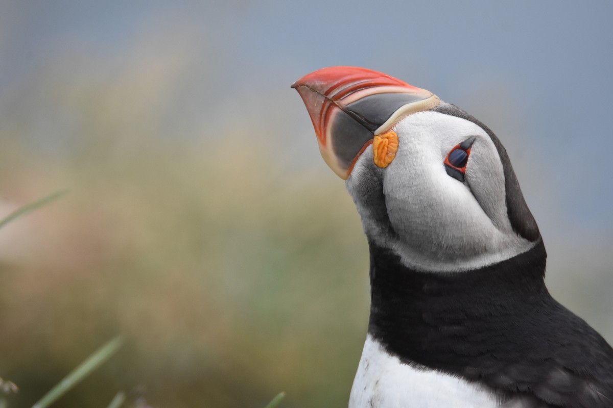 Atlantic Puffin - ML169915951