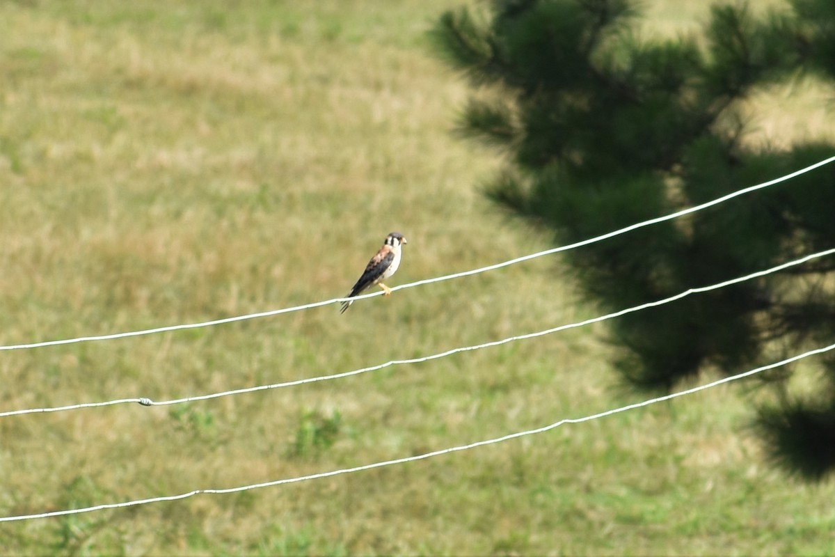 American Kestrel - ML169916001