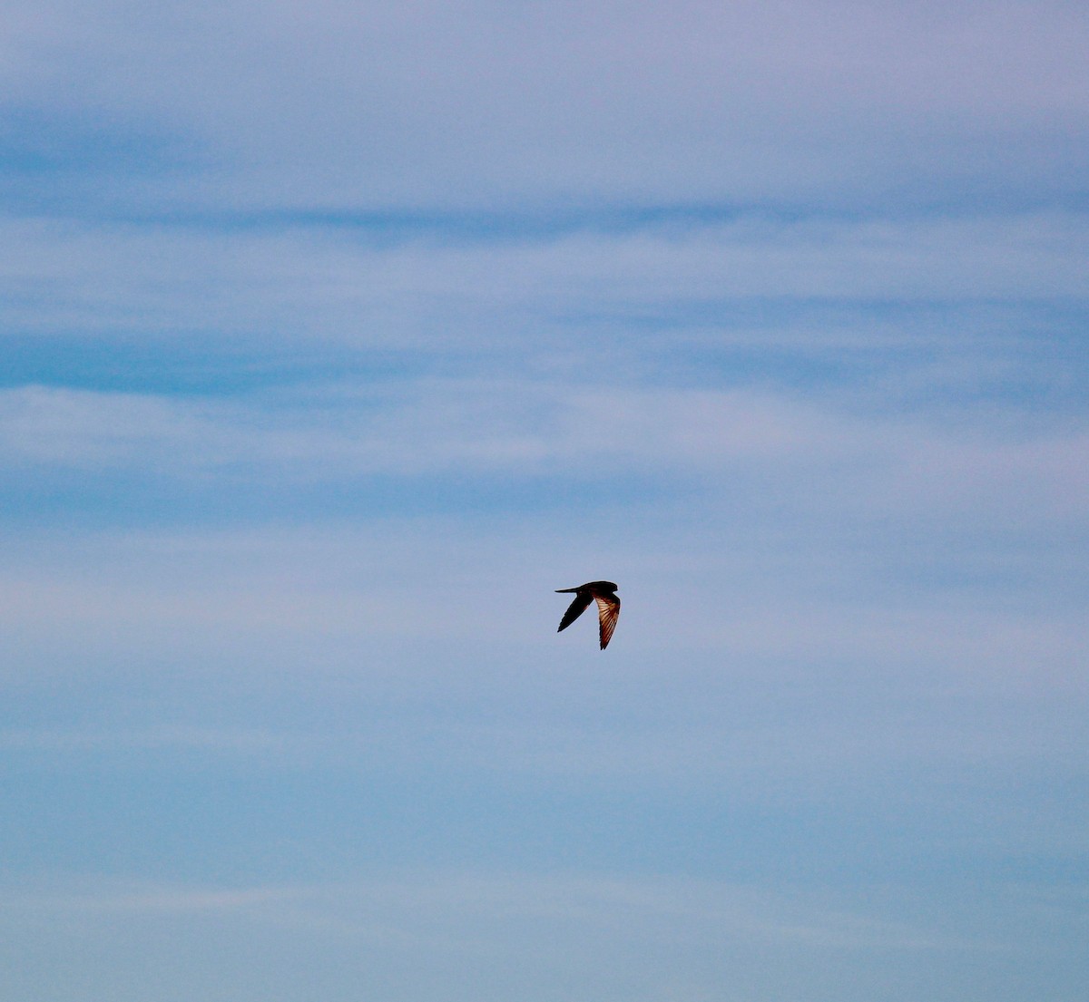 Red-footed Falcon - ML169918381