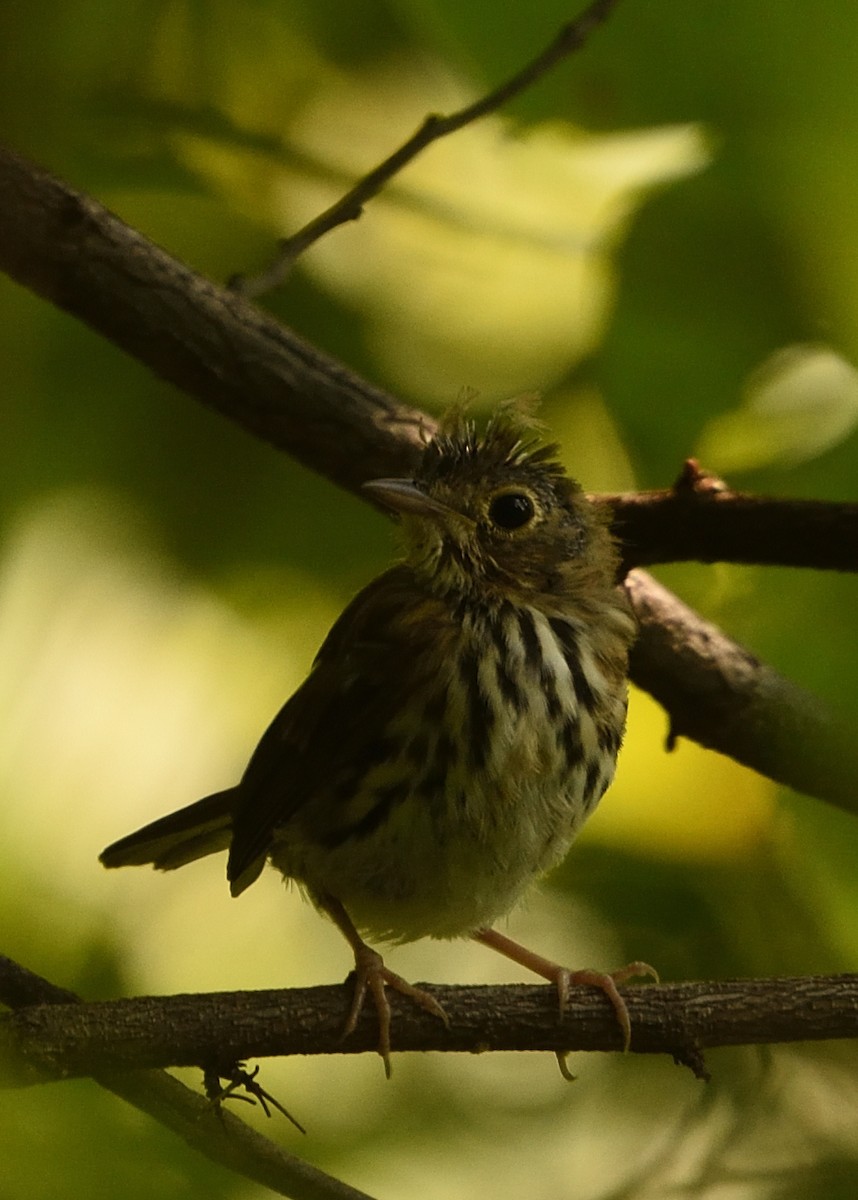 Ovenbird - Guy Babineau