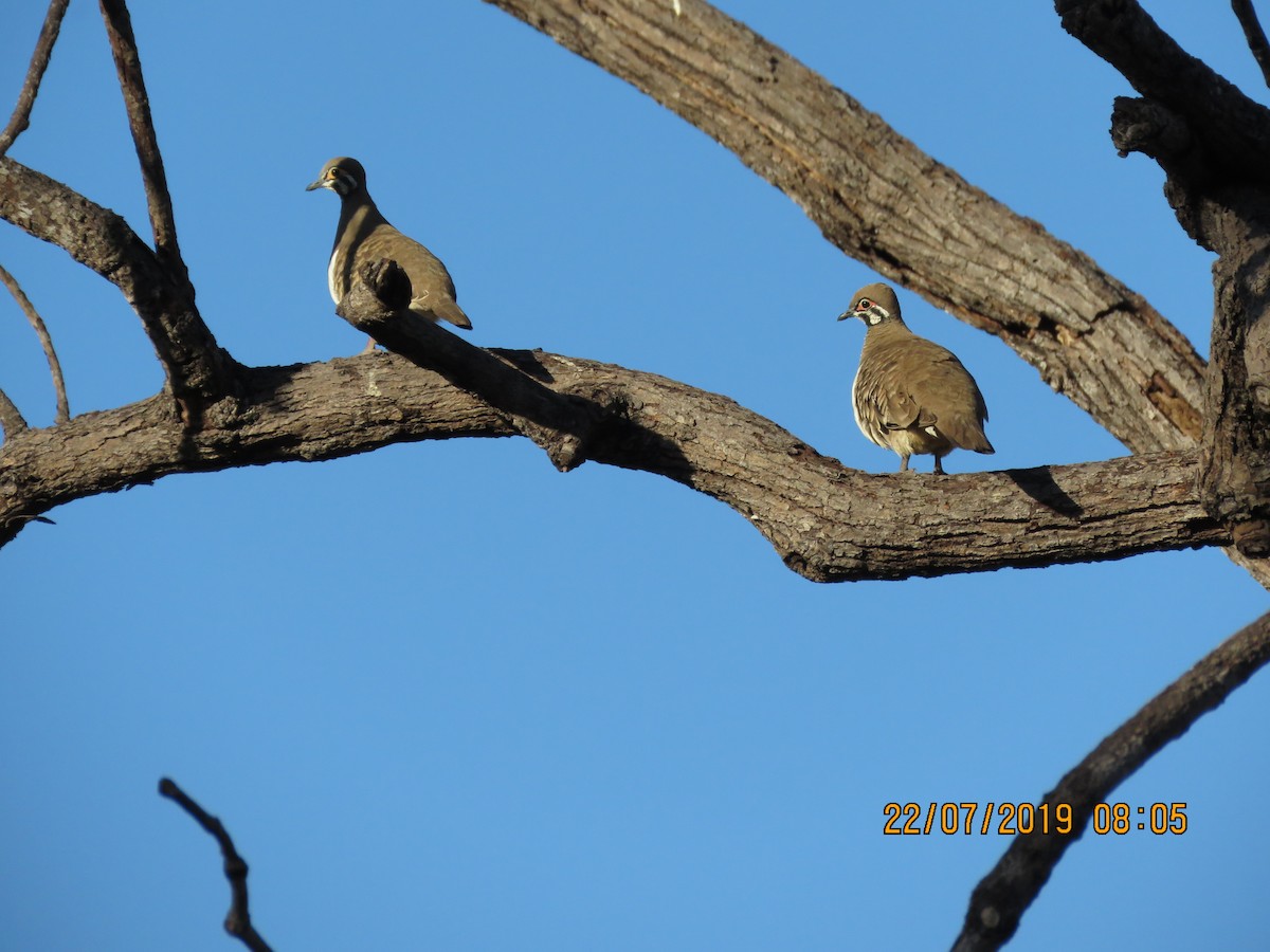 Squatter Pigeon - ML169921281