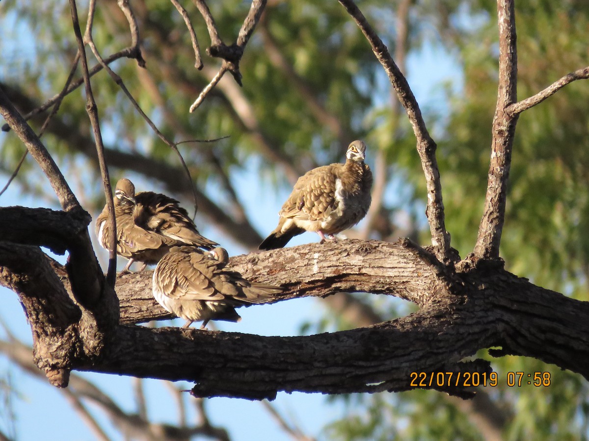 Squatter Pigeon - ML169921291