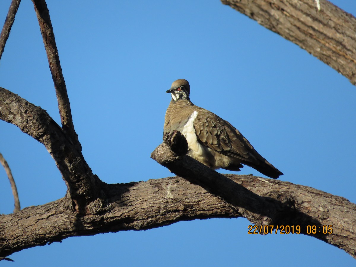 Squatter Pigeon - ML169921301