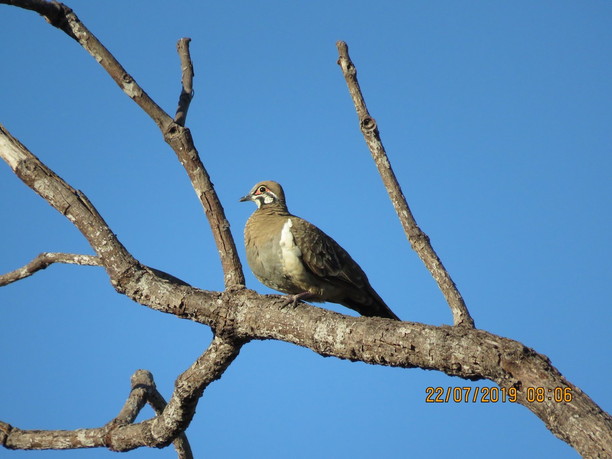 Squatter Pigeon - Norton Gill