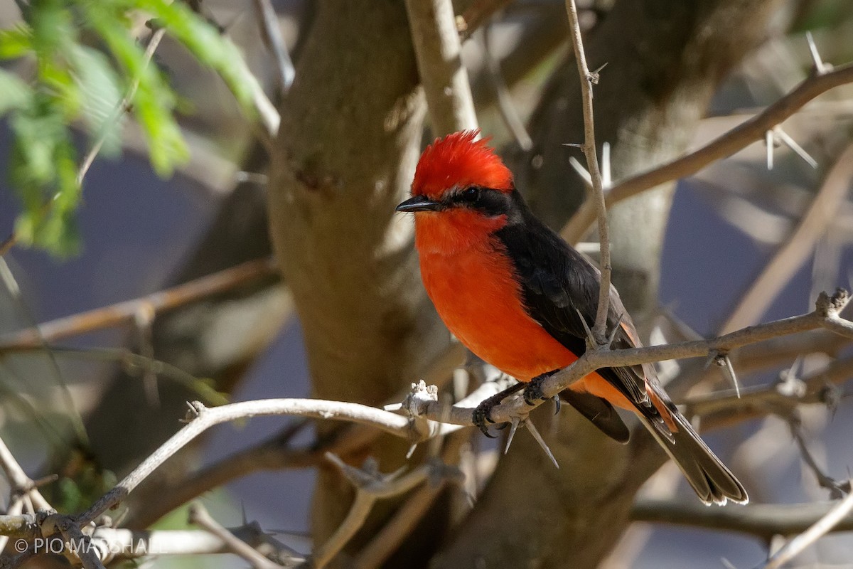 Mosquero Cardenal - ML169922411