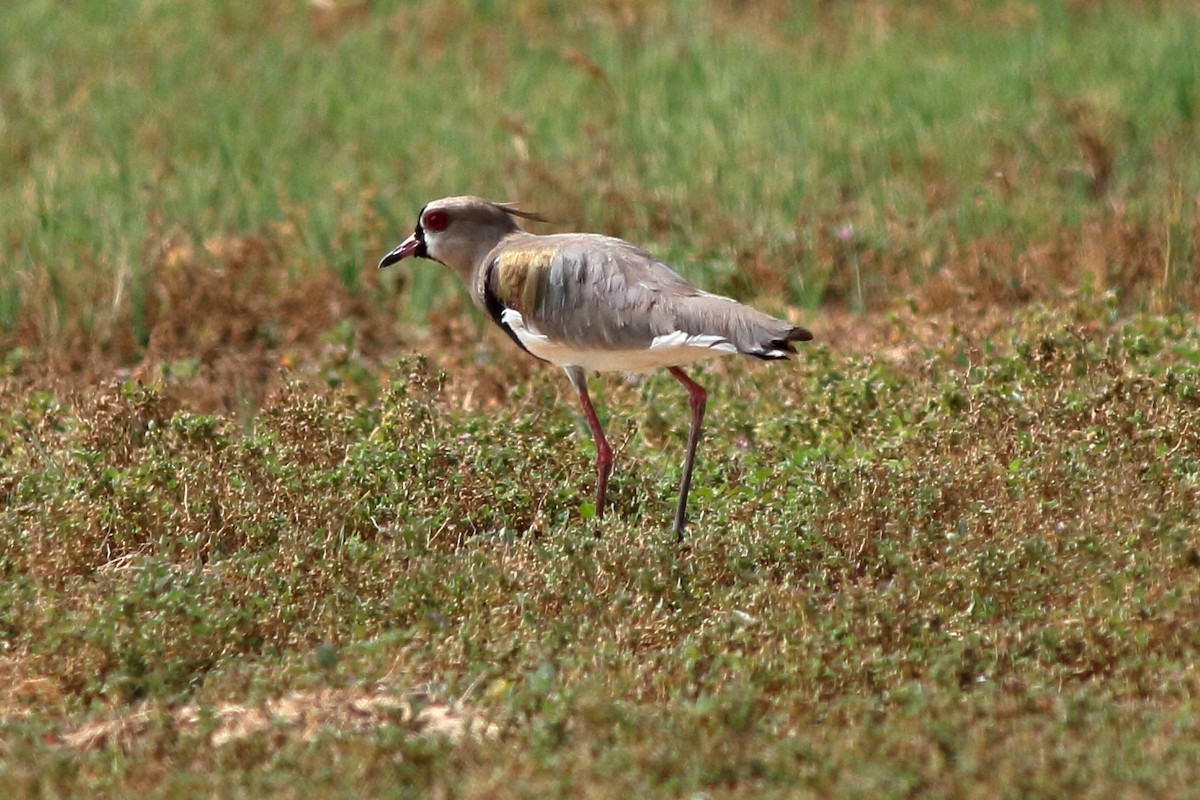 Southern Lapwing - ML169922441