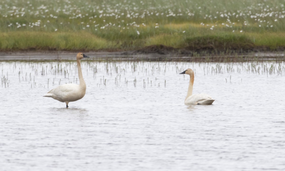 Tundra Swan - Brian Sullivan