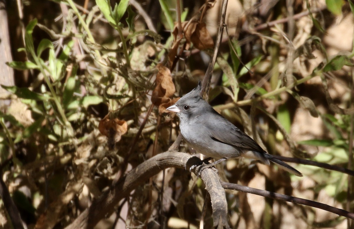 Gray-crested Finch - ML169923651