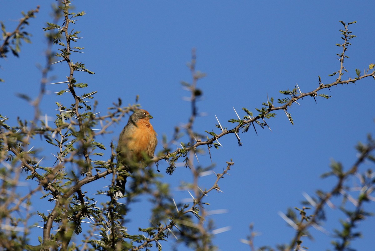 White-tipped Plantcutter - Jay McGowan