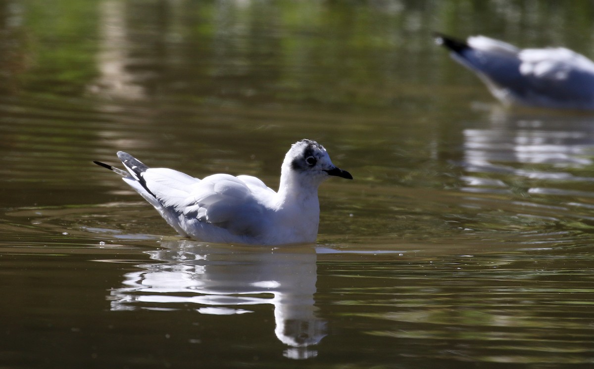 Andean Gull - ML169925041