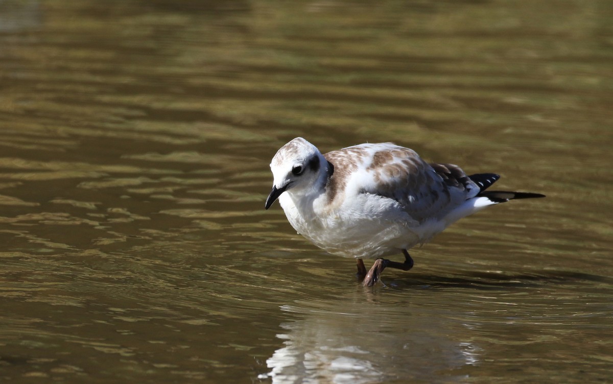 Andean Gull - ML169925101