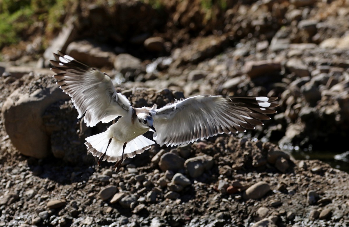 Andean Gull - ML169925151