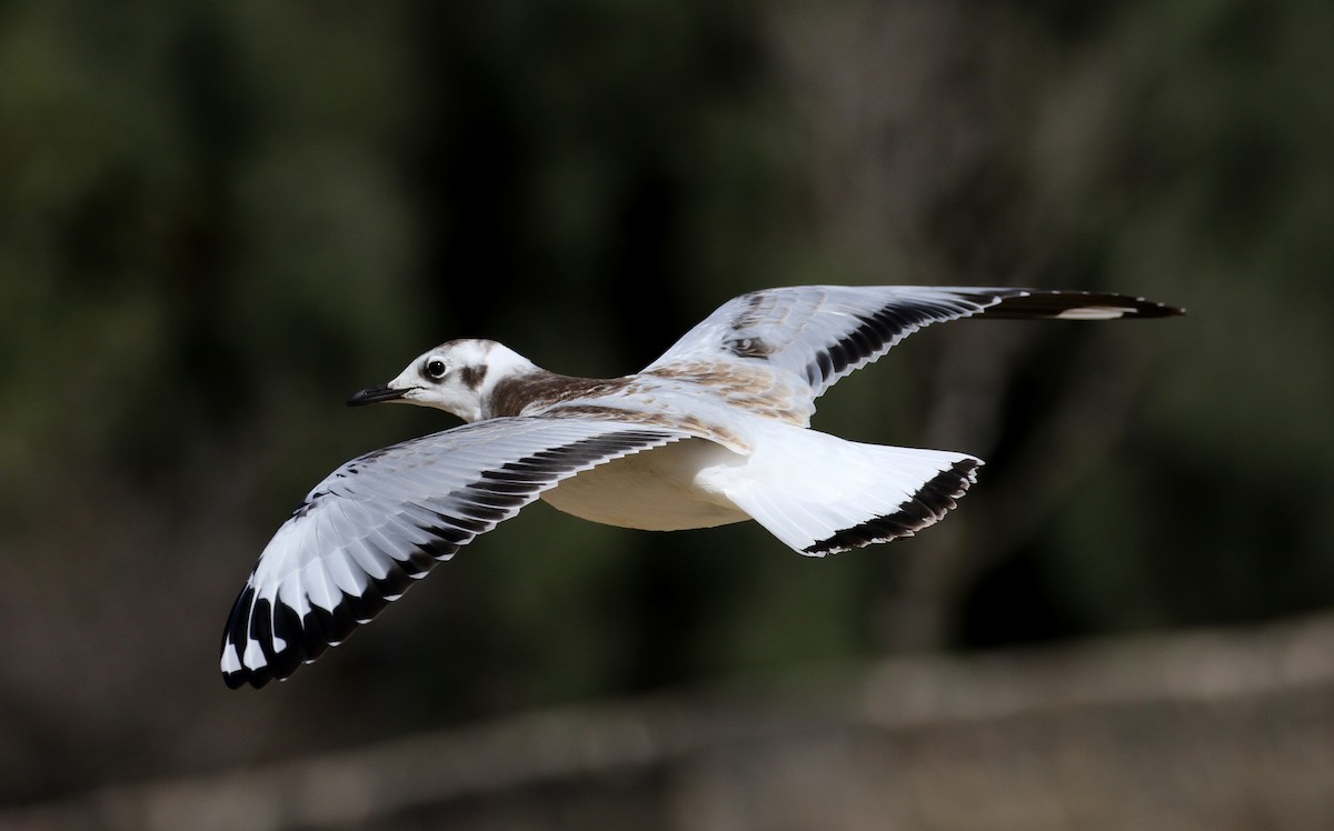 Andean Gull - ML169925201