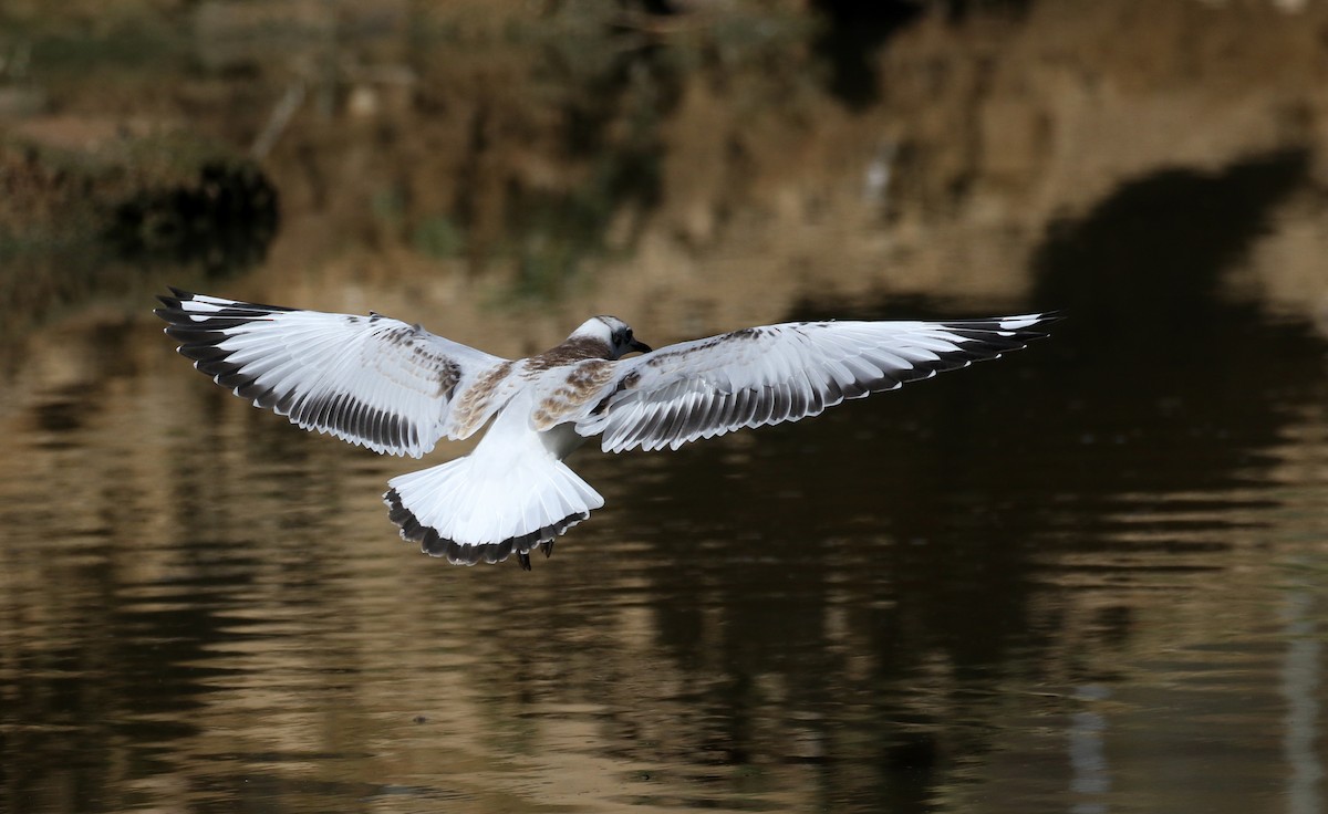 Mouette des Andes - ML169925291