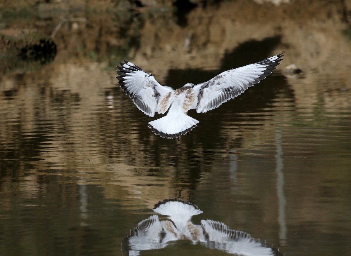 Mouette des Andes - ML169925321