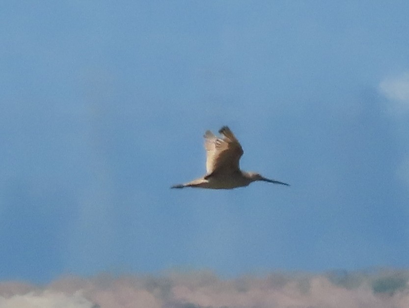 Marbled Godwit - ML169925671