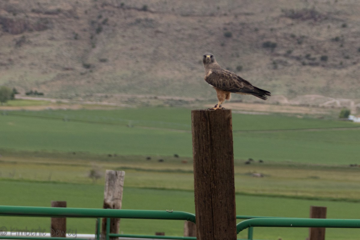 Swainson's Hawk - ML169926321