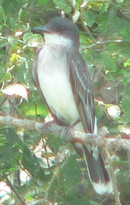 Eastern Kingbird - ML169928051