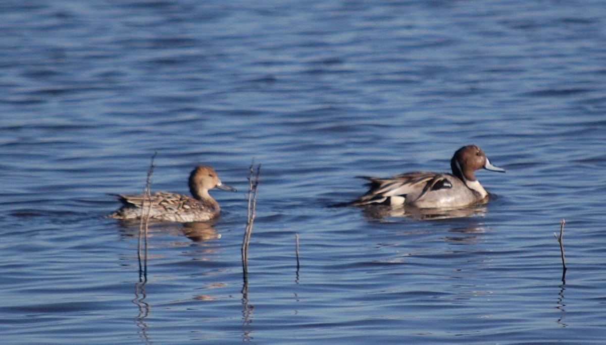 Northern Pintail - Doug Overacker