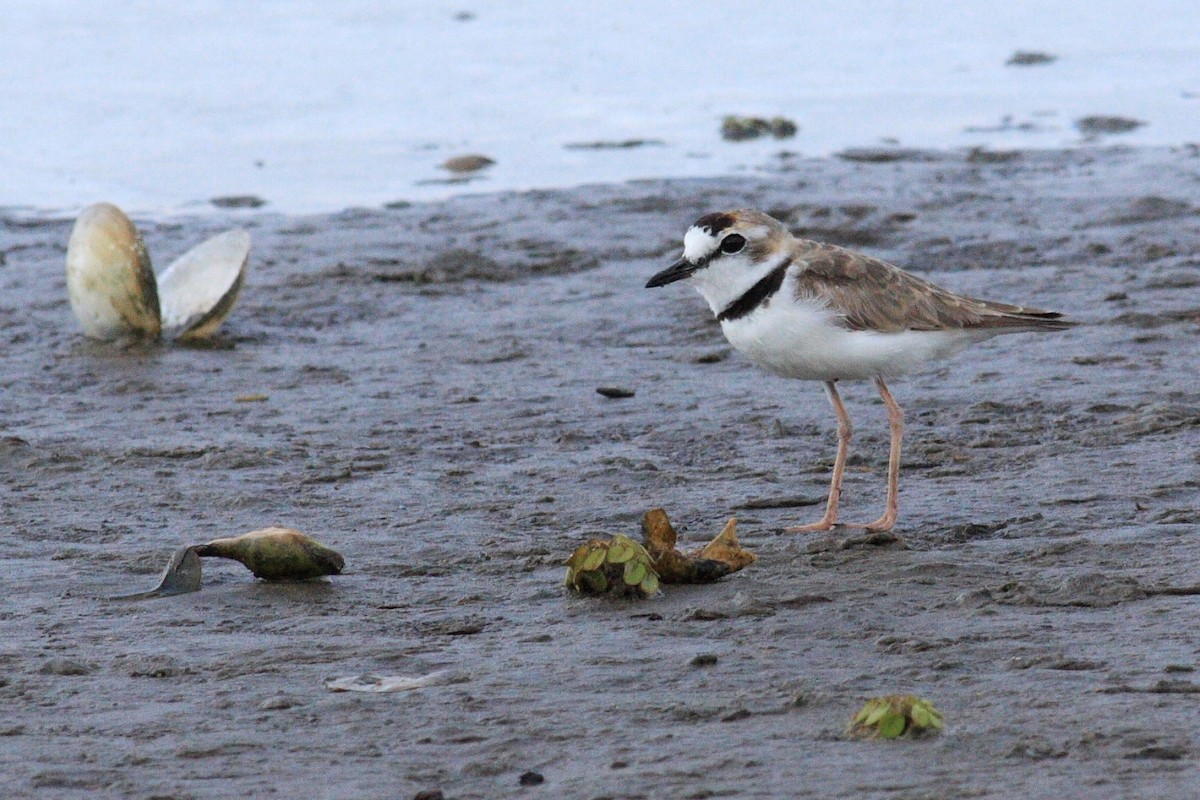 Collared Plover - ML169928421