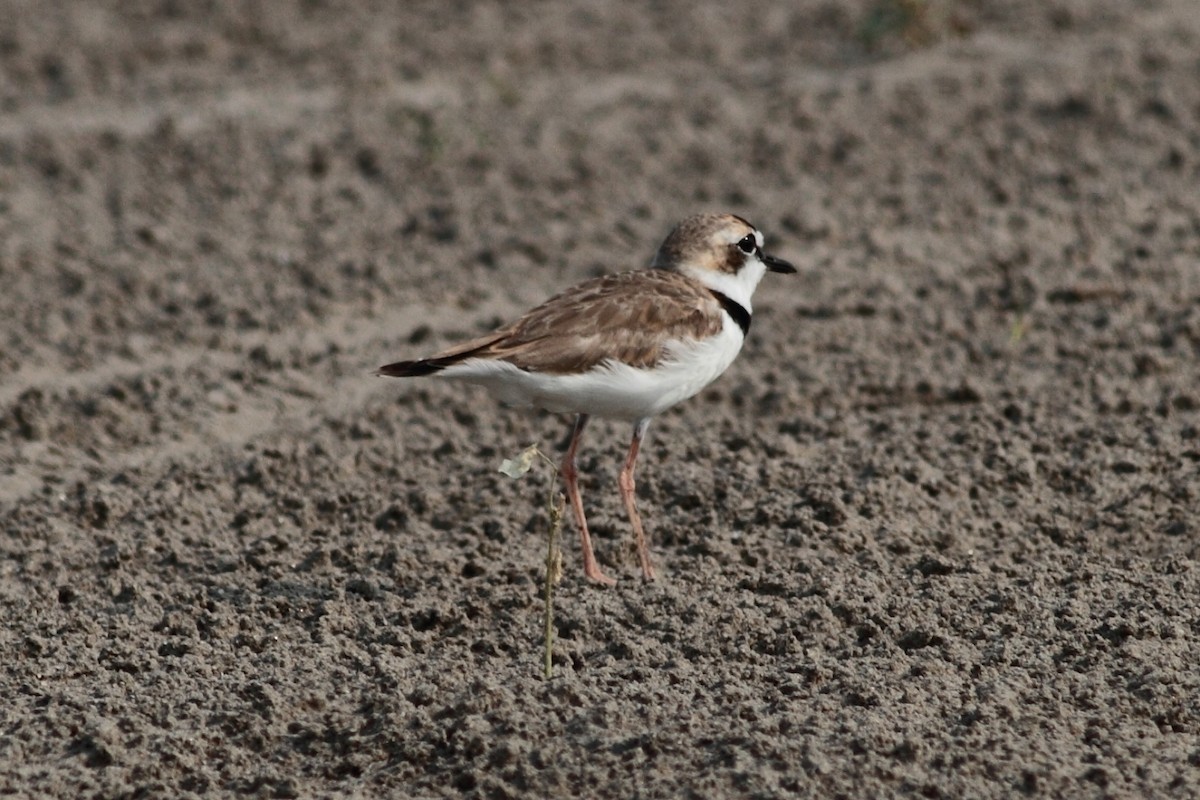 Collared Plover - ML169929111