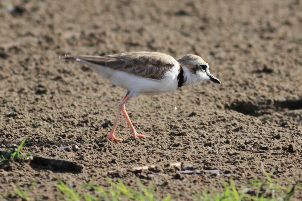 Collared Plover - ML169929191