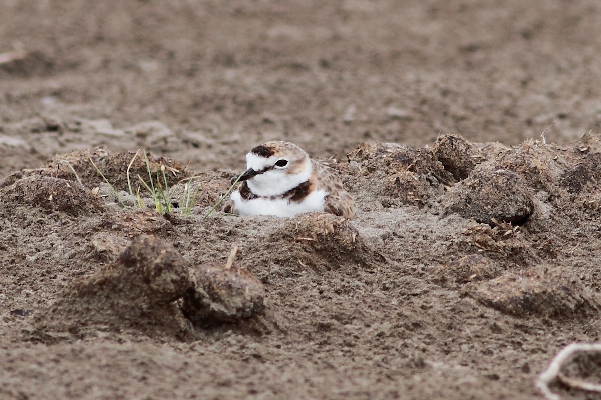 Collared Plover - ML169929401