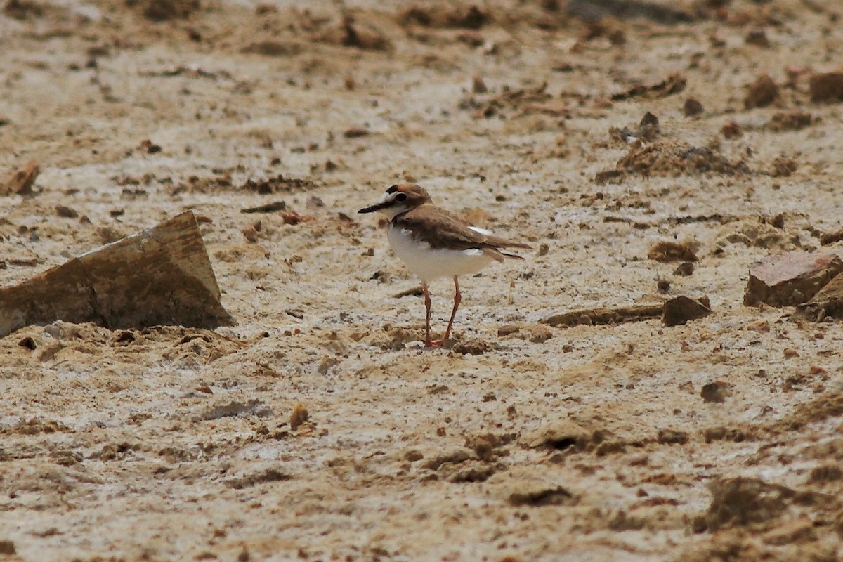 Collared Plover - ML169929941