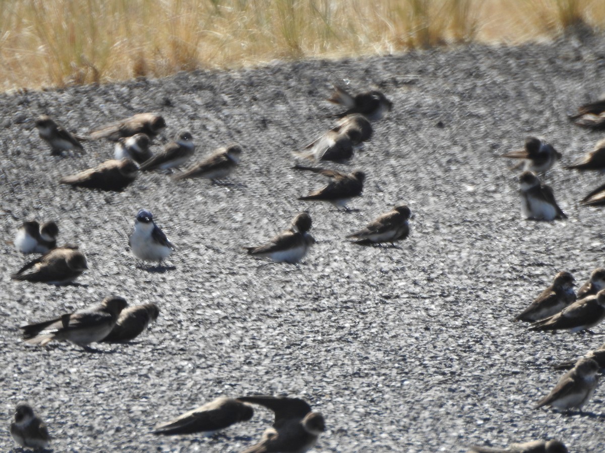 Golondrina Bicolor - ML169930331