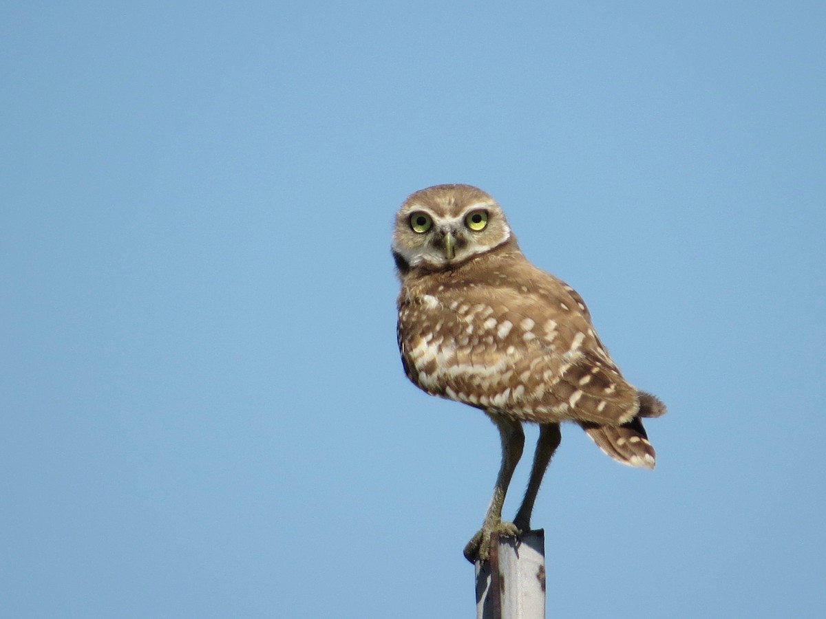 Burrowing Owl - ML169930621