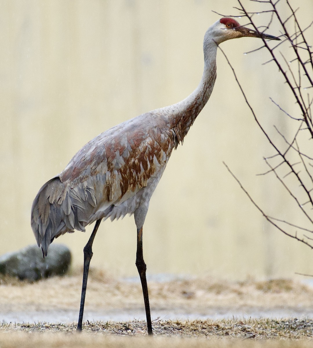 Sandhill Crane - Linda Ankerstjerne Olsen