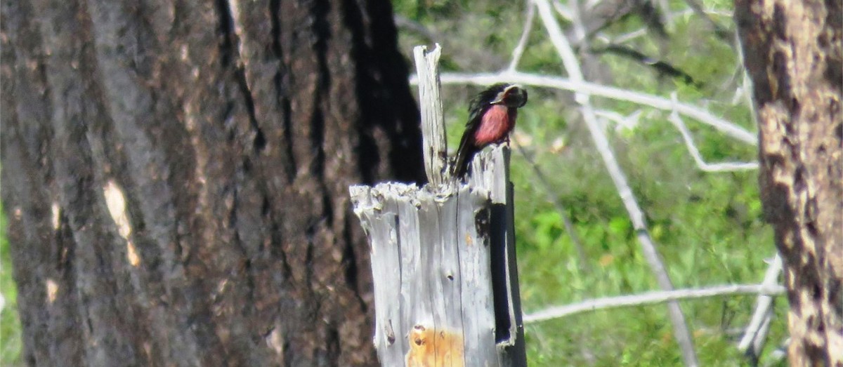 Lewis's Woodpecker - shawn richmond
