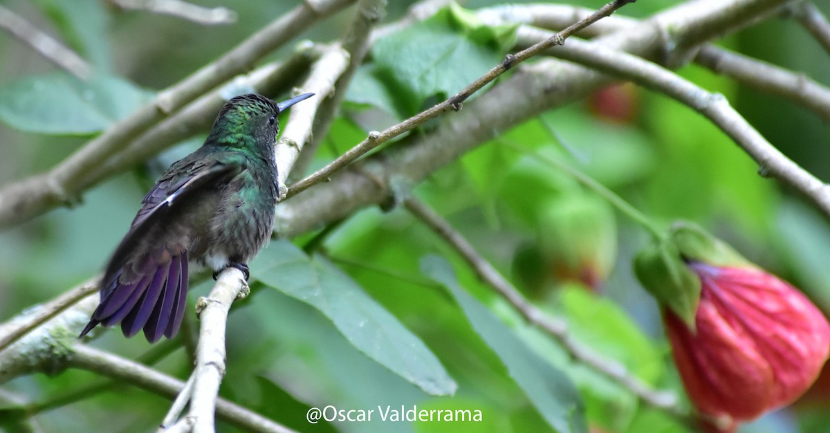 Green-bellied Hummingbird - Oscar Valderrama La Rana