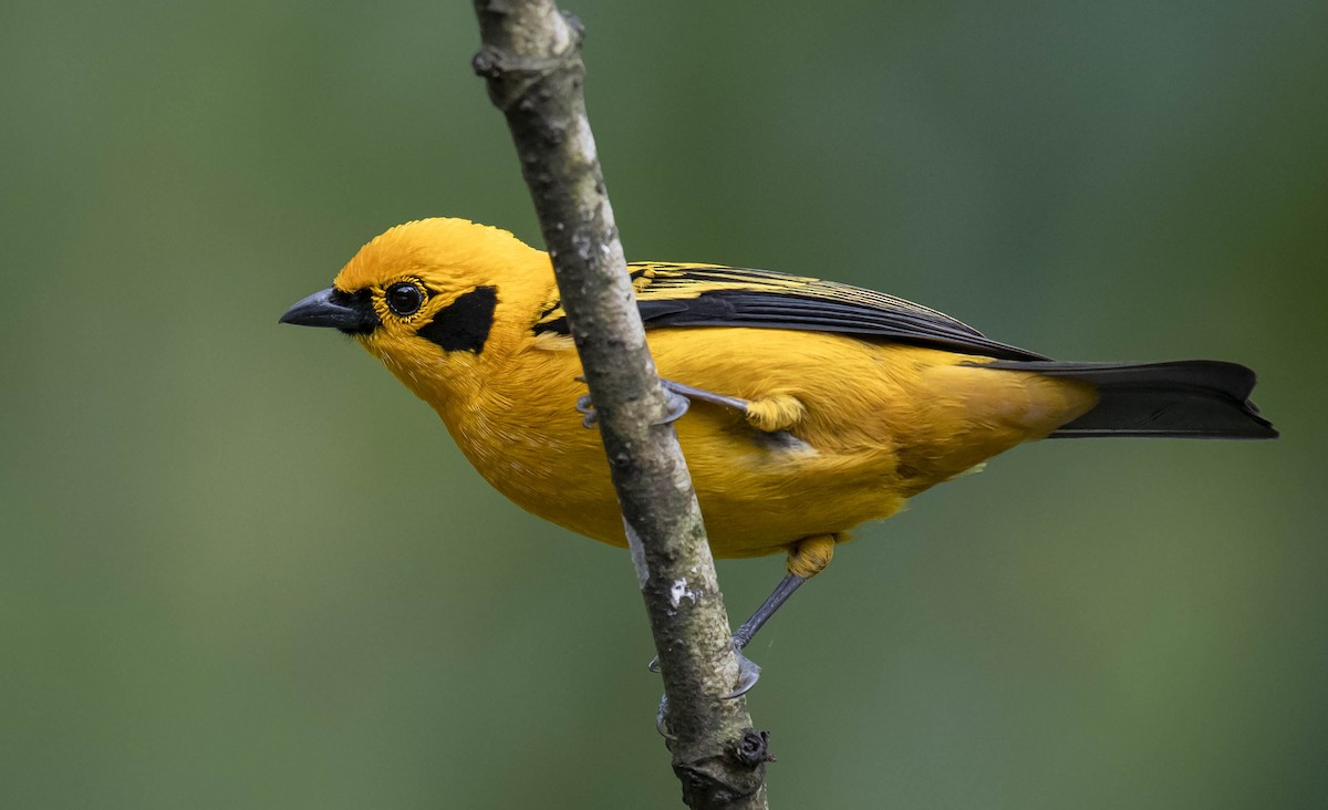 Golden Tanager - ML169932861