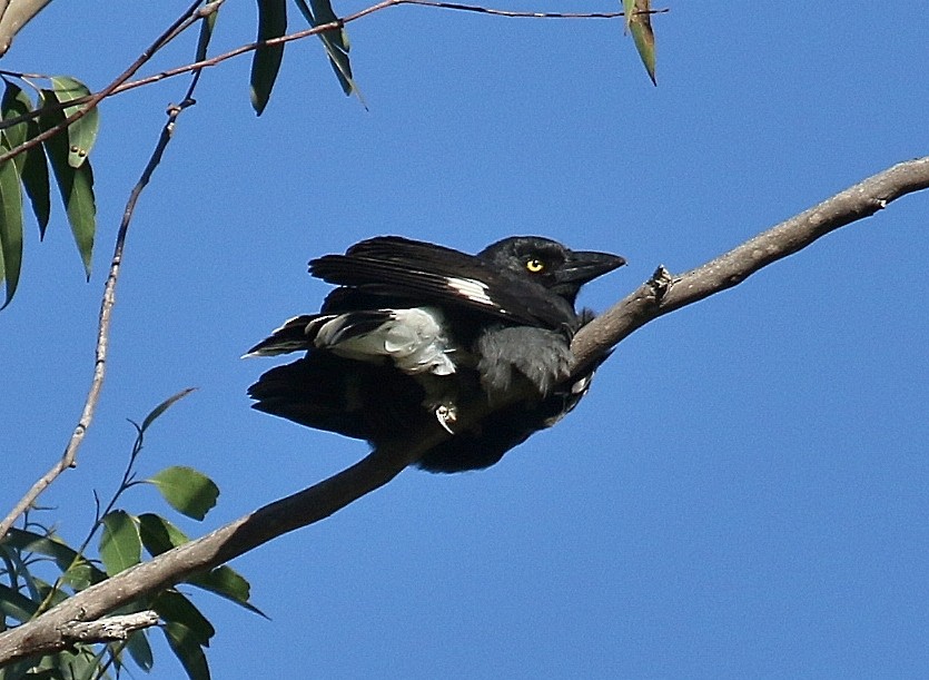 Pied Currawong - ML169933211