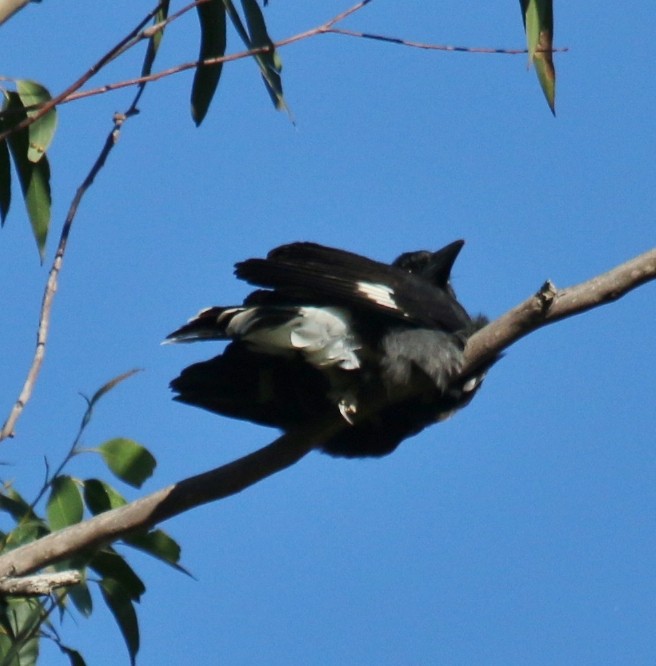 Pied Currawong - ML169933251