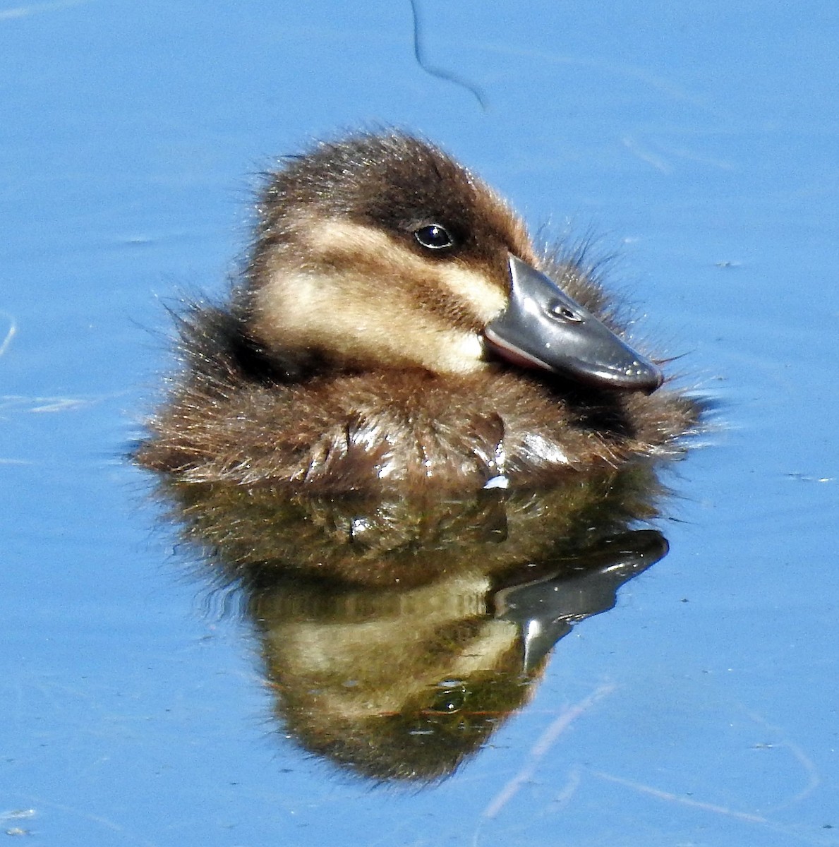 Ruddy Duck - ML169934111