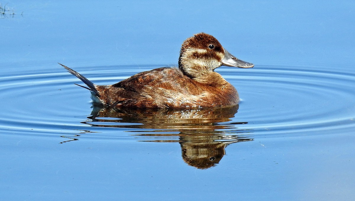 Ruddy Duck - ML169934121