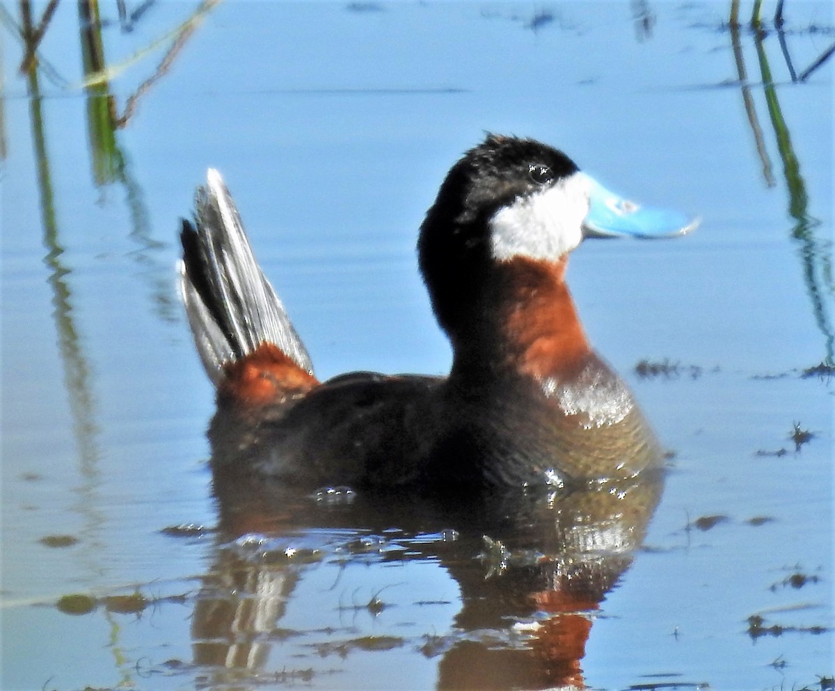 Ruddy Duck - ML169934161