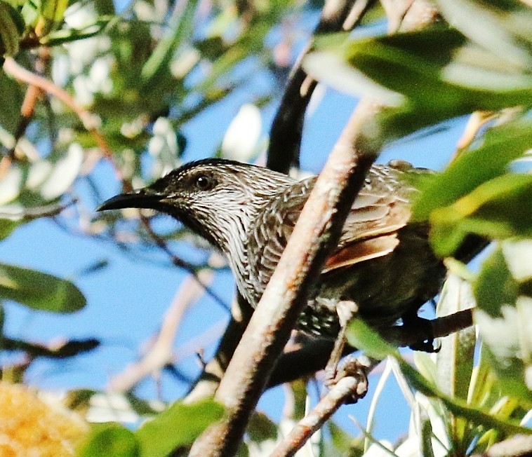 Little Wattlebird - ML169934181